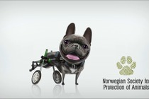 ヨーロッパの動物愛護事情 vol.6…犬の「非倫理的」な繁殖でケネルクラブやブリーダーが法廷へ