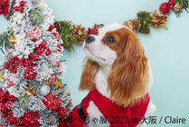 「鼻ぺちゃ展 2021」大阪で開催、クリスマス限定フォトスポットも…12月10日~26日