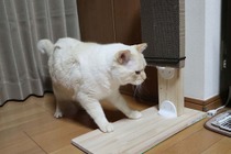 2×4材を使ってもっと簡単に猫の爪とぎを作ってみる【ねこDIY】