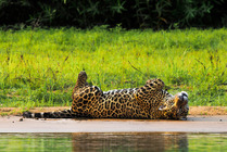岩合光昭写真展「PANTANAL パンタナール 清流がつむぐ動物たちの大湿原」開催…6月4日～7月10日 画像