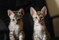 【命の商品化を考える vol.6】具体的な飼育管理基準案について…日常動作が可能なケージと閉じ込め飼育の防止