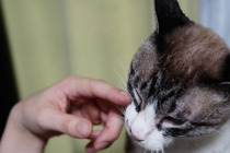 【保護猫ふくちゃんとの生活 vol.4】ベッドの下に立て籠もり…お迎え1日目