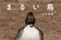 鳥の写真集「まるい鳥」を刊行…パレードブックス