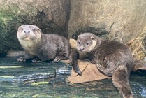 アクアマリンふくしま、ユーラシアカワウソの子どもの名前決定…YouTubeで成長記録も公開