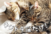 写真集「キジトラ猫だけ!」刊行…東京ニュース通信社