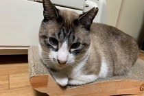【保護猫ふくちゃんとの生活 vol.6】お迎えにかかった費用は? できる範囲での支援を