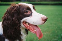 気になる口臭…愛犬のデンタルケアはどうすべき?