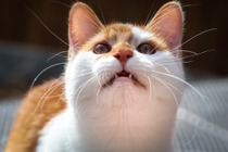 うちの子は大丈夫? 猫のデンタルケアと口内疾患