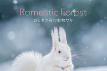 「Romantic Forest おとぎの森の動物たち」、パイ インターナショナルより刊行…12月11日