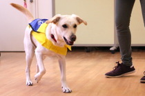 犬のトレーニングだけでなく、人材育成とリハビリの場としての役割も…介助犬総合訓練センターレポート vol.1