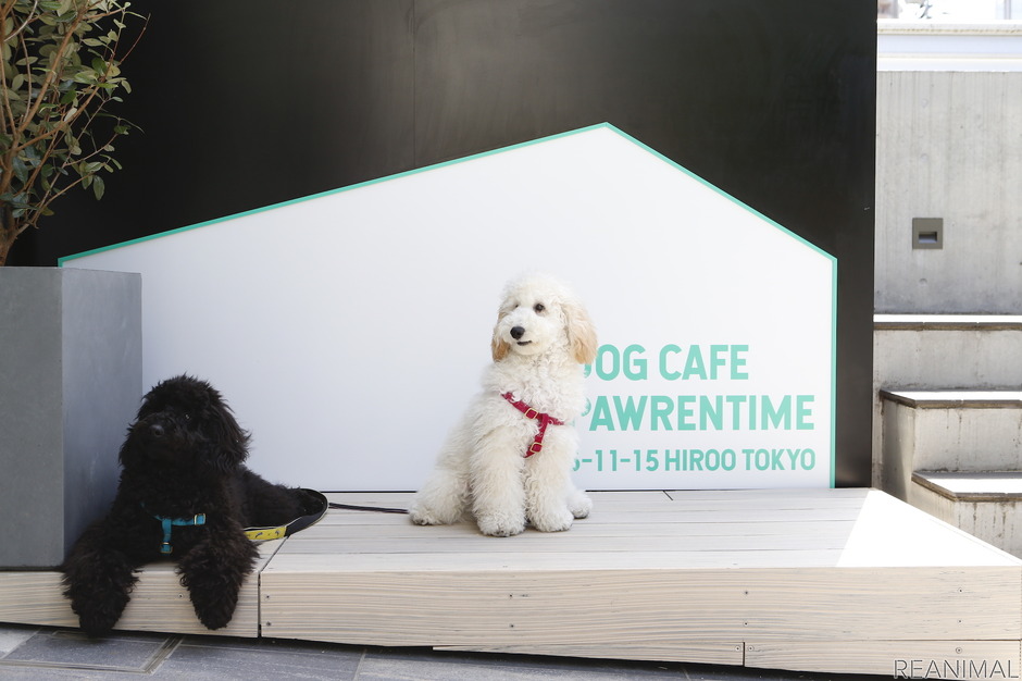 愛犬が主役のドッグカフェ「Dog Cafe Pawrentime」、東京・広尾にオープン 動物のリアルを伝えるメディア「REANIMAL」