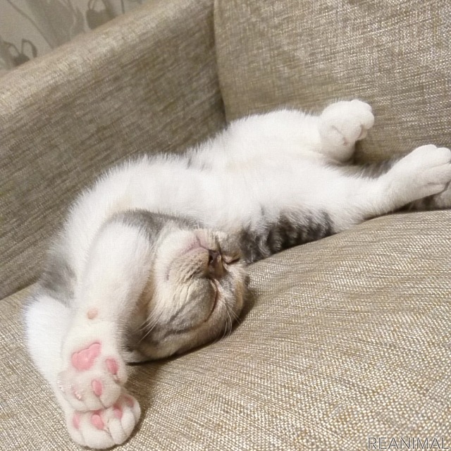 “寝ている猫”ばかりを集めた「WEBねこにすと~ねこ寝っこ篇~」開催 3枚目の写真・画像 動物のリアルを伝えるWebメディア「REANIMAL」 “寝ている猫”ばかりを集めた「WEBねこにすと~ねこ寝っこ篇~」開催 3枚目の写真・画像 動物のリアルを伝えるWebメディア「REANIMAL」