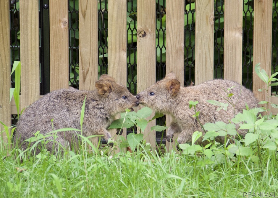 注目のクオッカや動物の赤ちゃんたちを紹介！…埼玉県こども動物自然公園[動画] 8枚目の写真・画像 動物のリアルを伝えるWebメディア