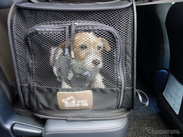 【青山尚暉のわんダフルカーライフ】クルマ用愛犬ベッドをタイプ別に検証してみた 35枚目の写真・画像 | 動物のリアルを伝えるWebメディア