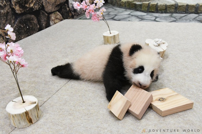 パンダの赤ちゃんにひな祭りのプレゼント ウトウトおねむな姿も アドベンチャーワールド 4枚目の写真 画像 動物のリアルを伝えるwebメディア Reanimal