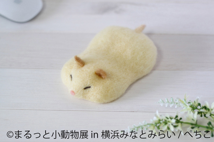 合同写真展 物販展 まるっと小動物展 In 横浜みなとみらい 開催 4月2日 4月11日 17枚目の写真 画像 動物のリアルを伝えるwebメディア Reanimal