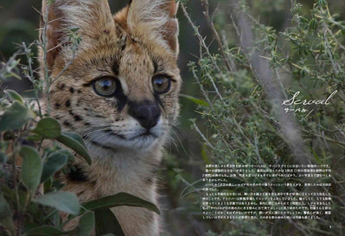 写真集 サバンナのネコ ホーム社より刊行 3枚目の写真 画像 動物のリアルを伝えるwebメディア Reanimal