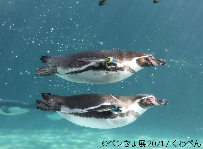 ペンギンと金魚の合同写真展 イラスト物販展 ペンぎょ展 21 東京と名古屋で開催 2枚目の写真 画像 動物のリアル を伝えるwebメディア Reanimal