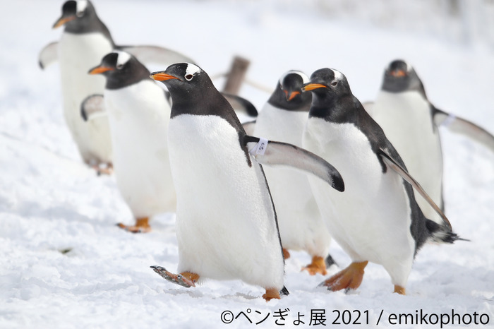 ペンギンと金魚の合同写真展 イラスト物販展 ペンぎょ展 21 東京と名古屋で開催 3枚目の写真 画像 動物のリアル を伝えるwebメディア Reanimal
