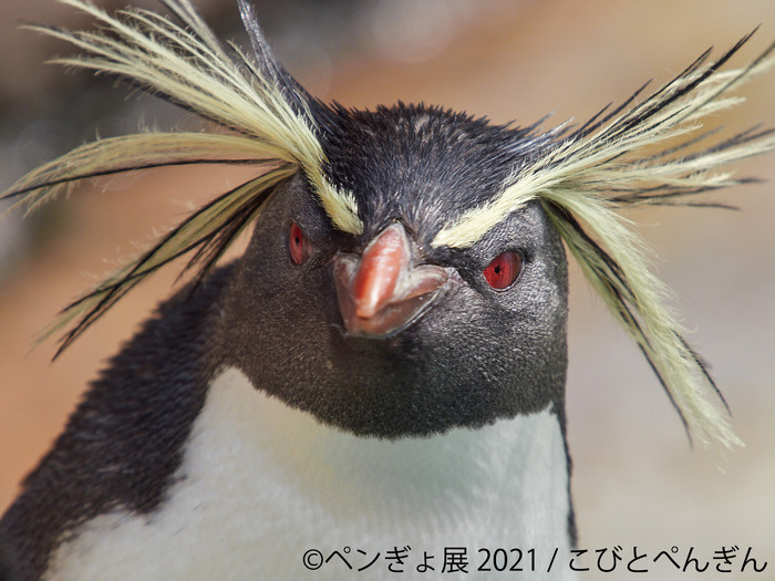 ペンギンと金魚の合同写真展 イラスト物販展 ペンぎょ展 21 東京と名古屋で開催 4枚目の写真 画像 動物のリアル を伝えるwebメディア Reanimal