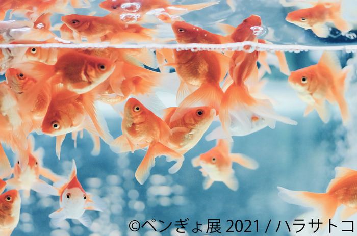 ペンギンと金魚の合同写真展 イラスト物販展 ペンぎょ展 21 東京と名古屋で開催 7枚目の写真 画像 動物のリアル を伝えるwebメディア Reanimal