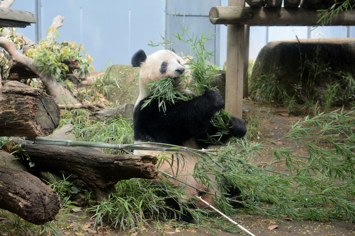 上野動物園のパンダ シャンシャン 6月12日で4歳に Webサイトにて誕生日記念企画 1枚目の写真 画像 動物のリアル を伝えるwebメディア Reanimal