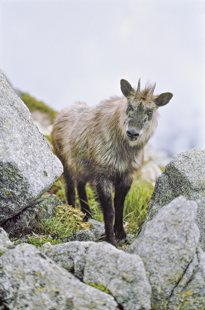宮崎 学 イマドキの野生動物 展 東京都写美術館にて開催中 10月31日まで 3枚目の写真 画像 動物 のリアルを伝えるwebメディア Reanimal