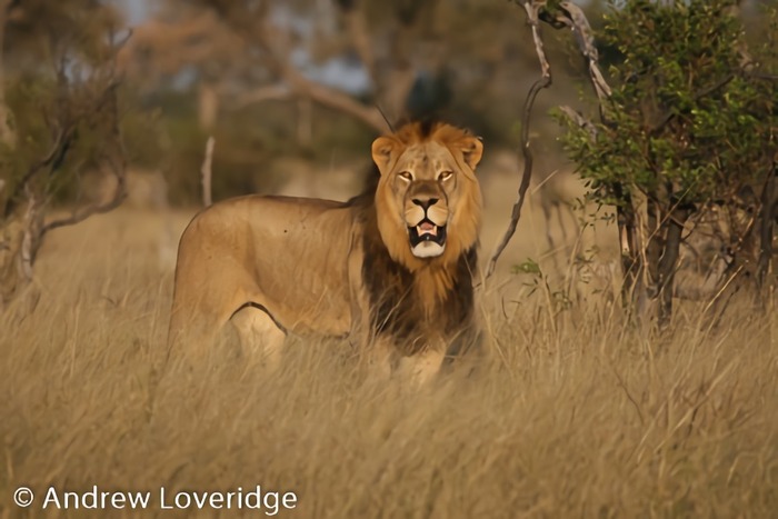 野生のライオンを絶滅の危機から救う取り組み紹介 Save Lions Day 6枚目の写真 画像 動物のリアルを伝えるwebメディア Reanimal