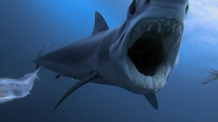 ナショナル ジオグラフィック サメのドキュメンタリー番組特集 シャーク マンス を放送 7月9日22時から 2枚目の写真 画像 動物のリアルを伝えるwebメディア Reanimal