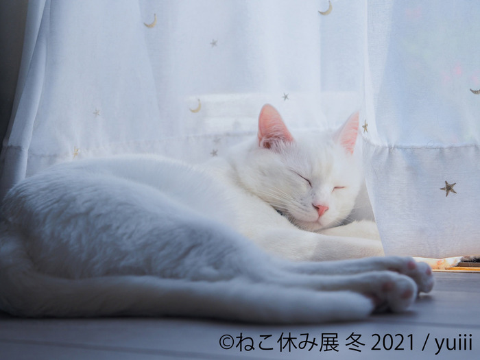 合同写真展 物販展 ねこ休み展 冬の本祭を東京で開催 21年1月22日 2月28日 1枚目の写真 画像 動物の リアルを伝えるwebメディア Reanimal
