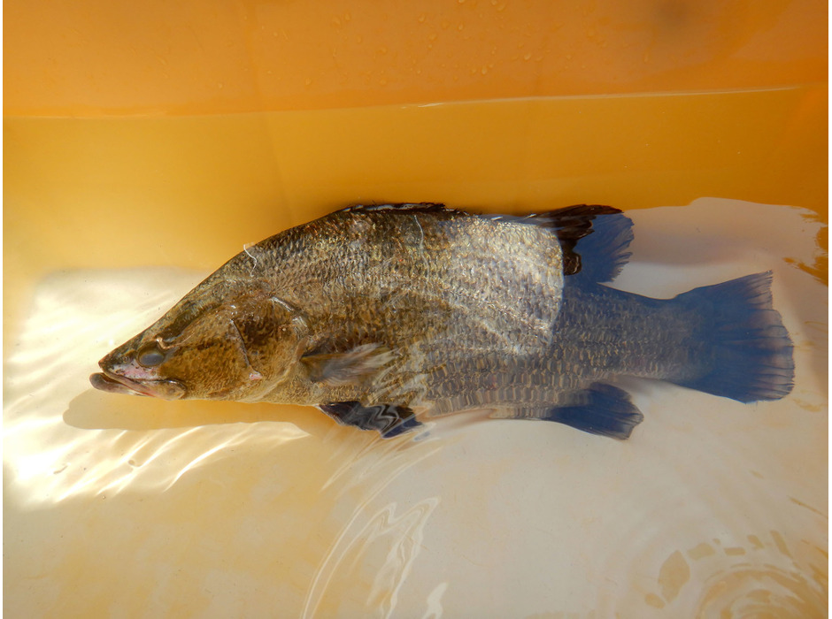 神戸市立須磨海浜水族園、大阪湾で漁獲された幻の魚「アカメ」の展示を開始