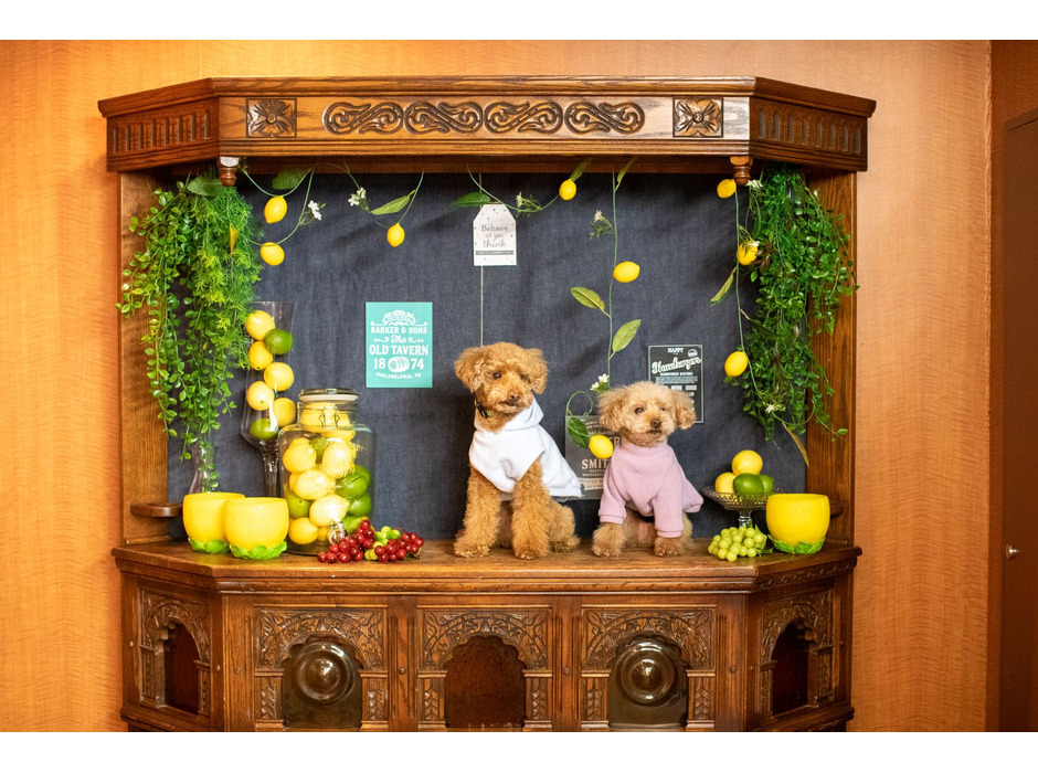クリスタルインターナショナル、湘南クリスタルホテルに“愛犬と泊まれる部屋”をオープン