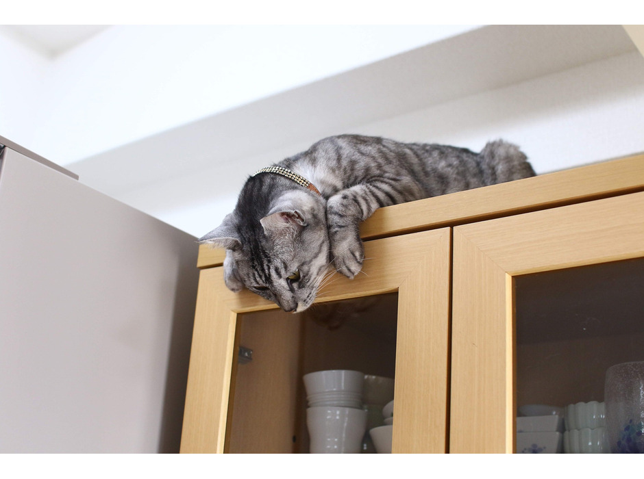 キッチンで離乳食の調理を見守る猫