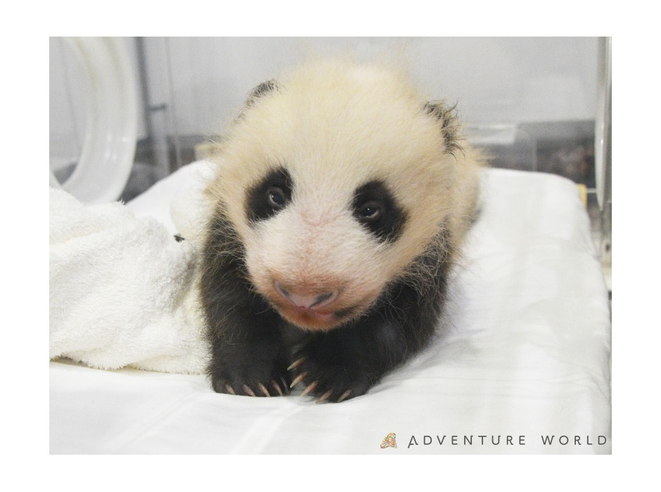 アドベンチャーワールド、ジャイアントパンダの赤ちゃんの両目が開いたことを報告