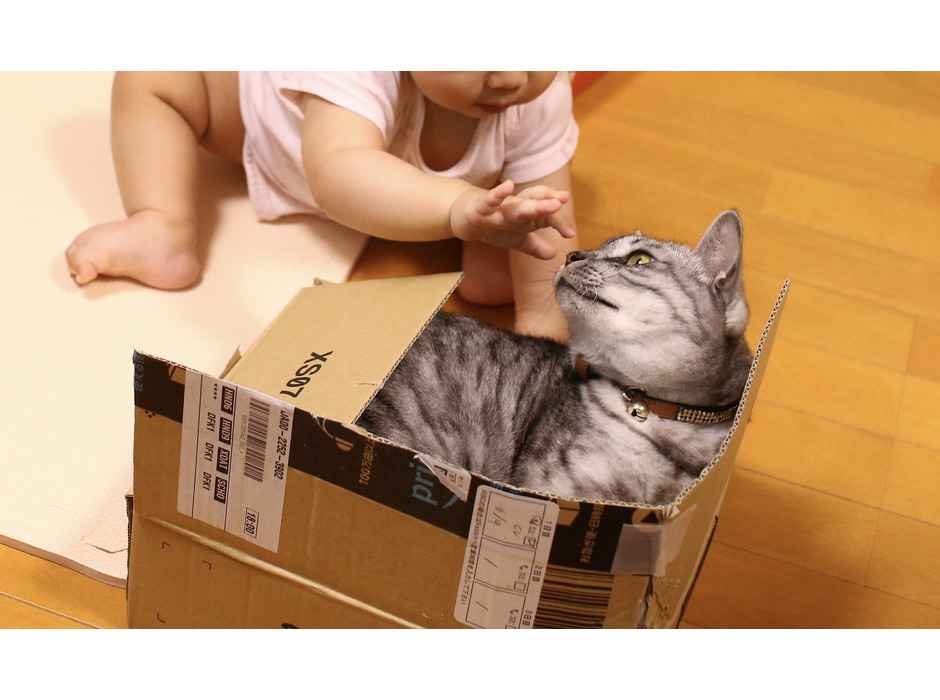 箱に入っているときはイライラしがちな猫