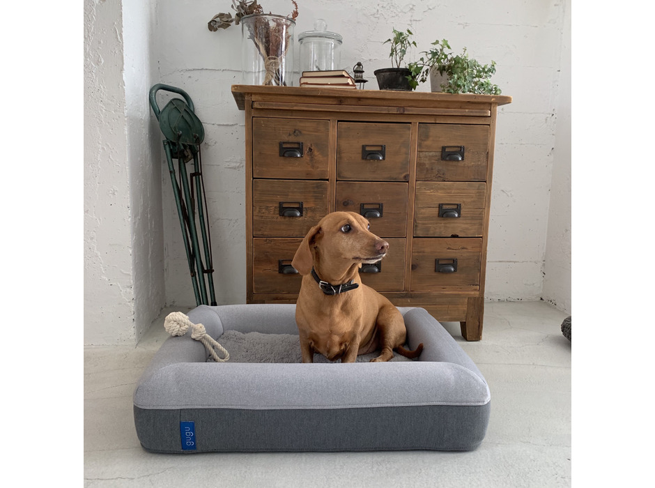 愛犬の睡眠と健康のために開発された犬用ベッド「guguドギー」発売