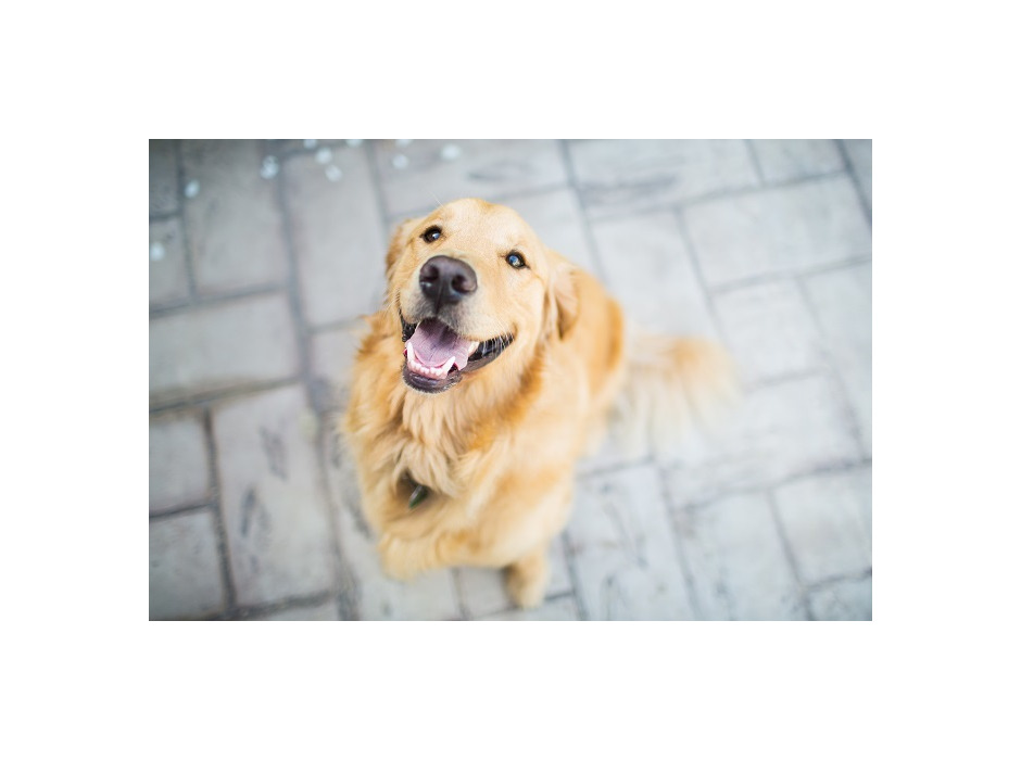 アニコム損保、「人気犬種ランキング2021」を発表