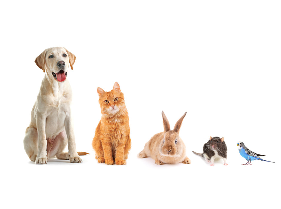 アイペット損保、「人気飼育犬種・猫種ランキング2020を発表」