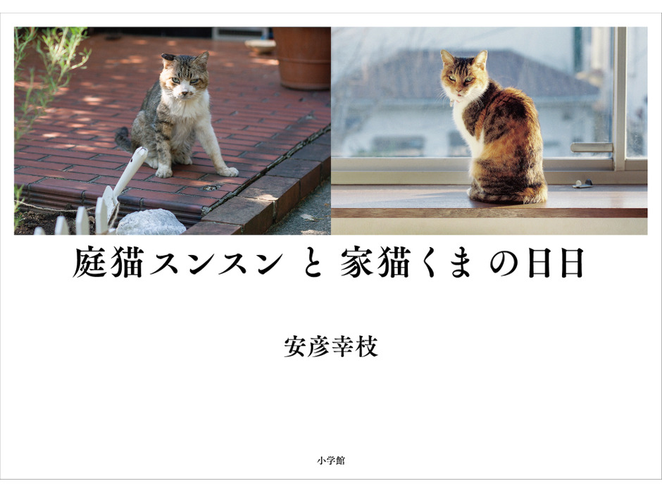 猫をめぐる命の物語・写真集『庭猫スンスンと家猫くまの日日』、小学館より刊行