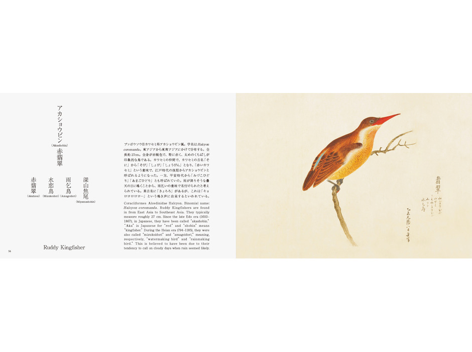 パイ インターナショナル、「美し、をかし、和名由来の江戸鳥図鑑」を発売