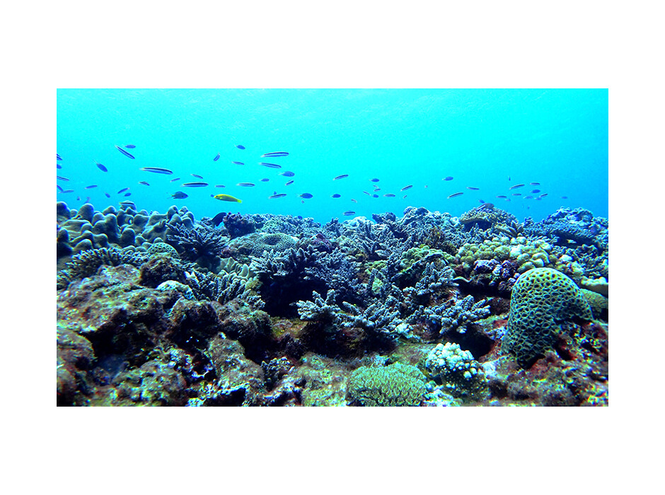 WWF、「サンゴ礁文化フォーラム」を開催