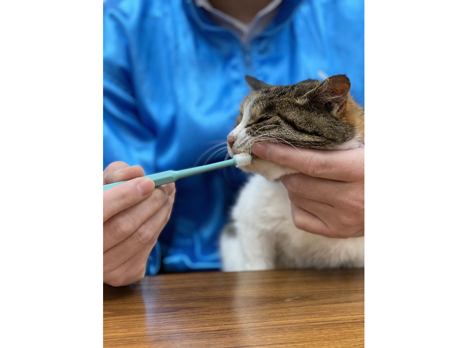 無料オンラインセミナー「歯磨きが苦手な猫のための口腔ケア」開催