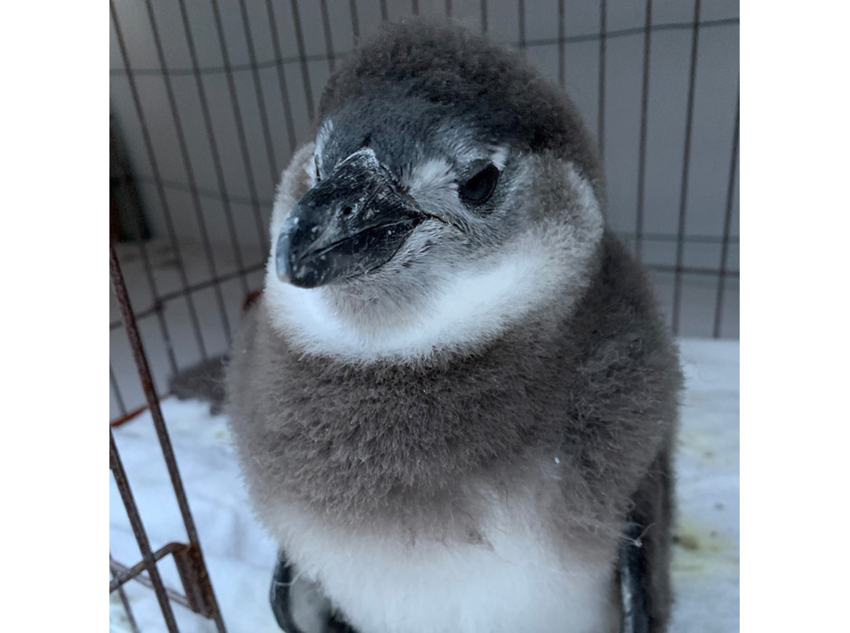 富士花鳥園、ケープペンギンの赤ちゃん「ひなペン」をお披露目