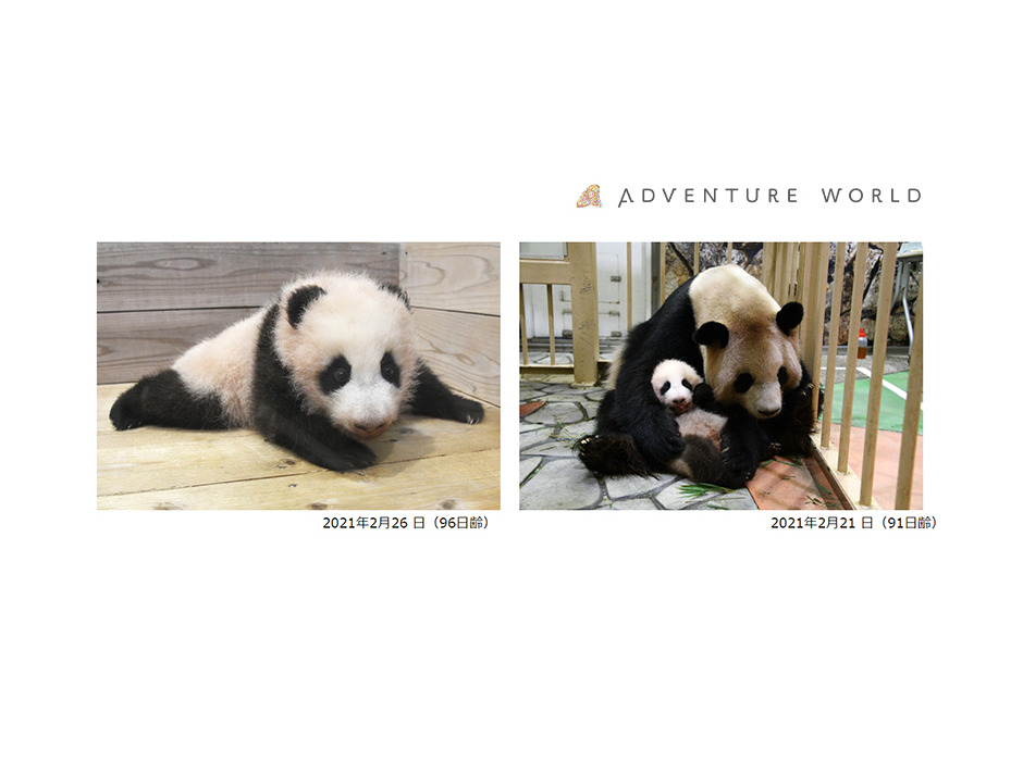 アドベンチャーワールド、ジャイアントパンダの赤ちゃんへ初めての遊具をプレゼント