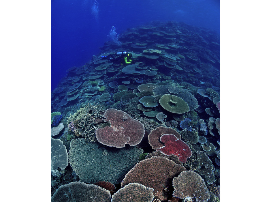 3月5日は「サンゴの日」、グレートバリアリーフを探検！リーフスポット トップ10を新発表
