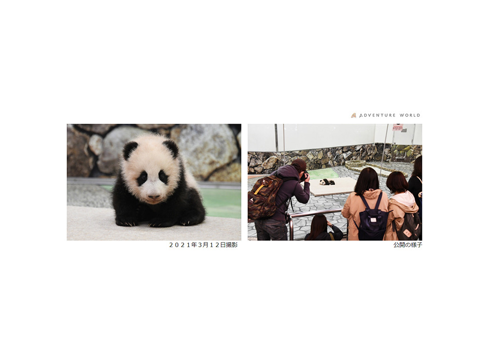 アドベンチャーワールド、「パンダの赤ちゃん命名セレモニー」にて赤ちゃんの名前を発表