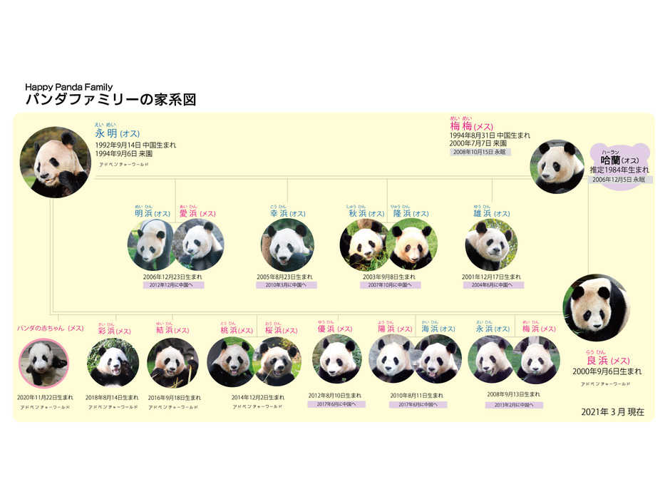 アドベンチャーワールド、「パンダの赤ちゃん命名セレモニー」にて赤ちゃんの名前を発表