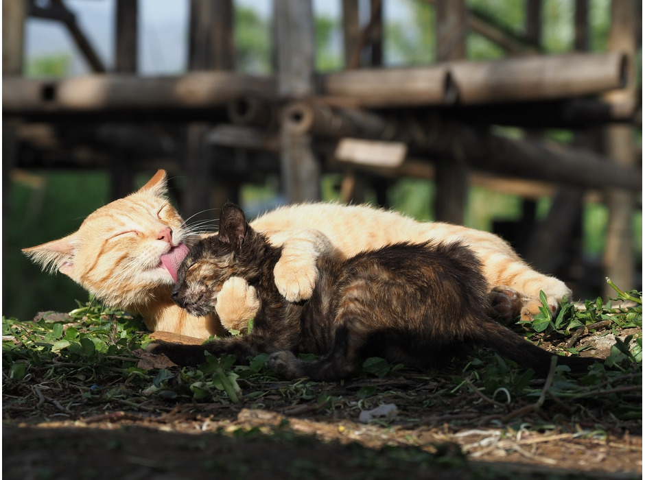 写真展「劇場版 岩合光昭の世界ネコ歩き　あるがままに、水と大地のネコ家族」開催