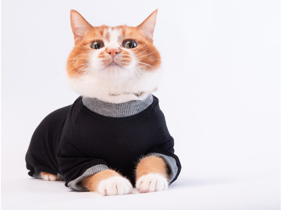 ぽぽねこ、猫用皮膚保護服「キャットプロテクションスーツ」の新色を発売