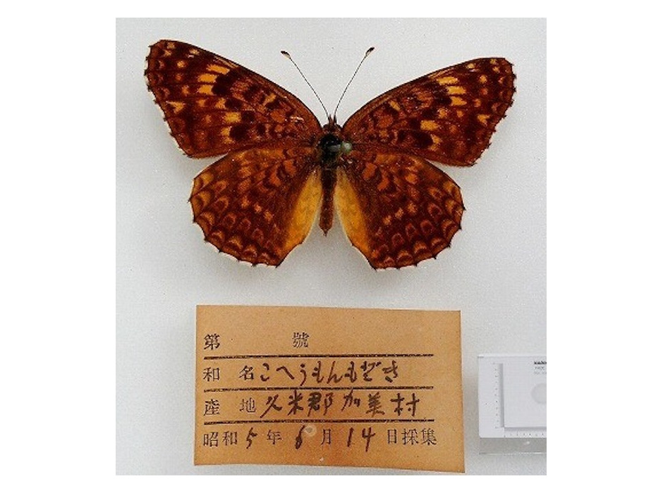 国立科学博物館、岡山県から昭和天皇に献上された昆虫標本を発見